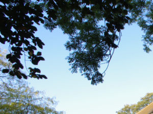 Pentax K-x