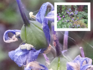 Samsung Galaxy S II - camera sample shot