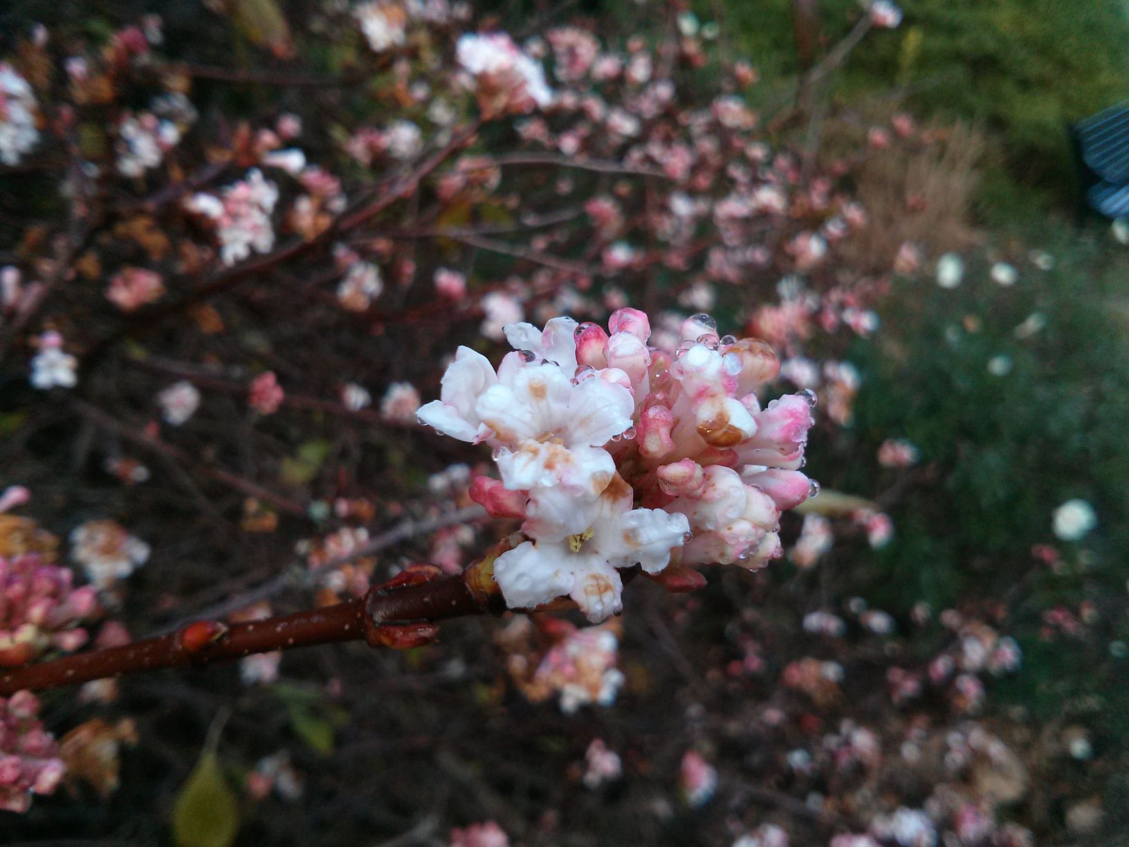 Nexus 4