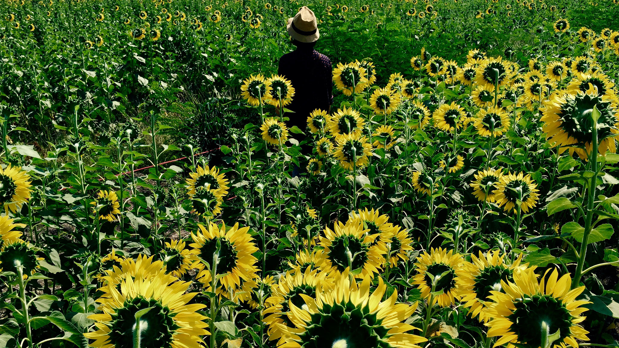 apple_world_gallery_-_sunflowers_jirasak_p_16x9