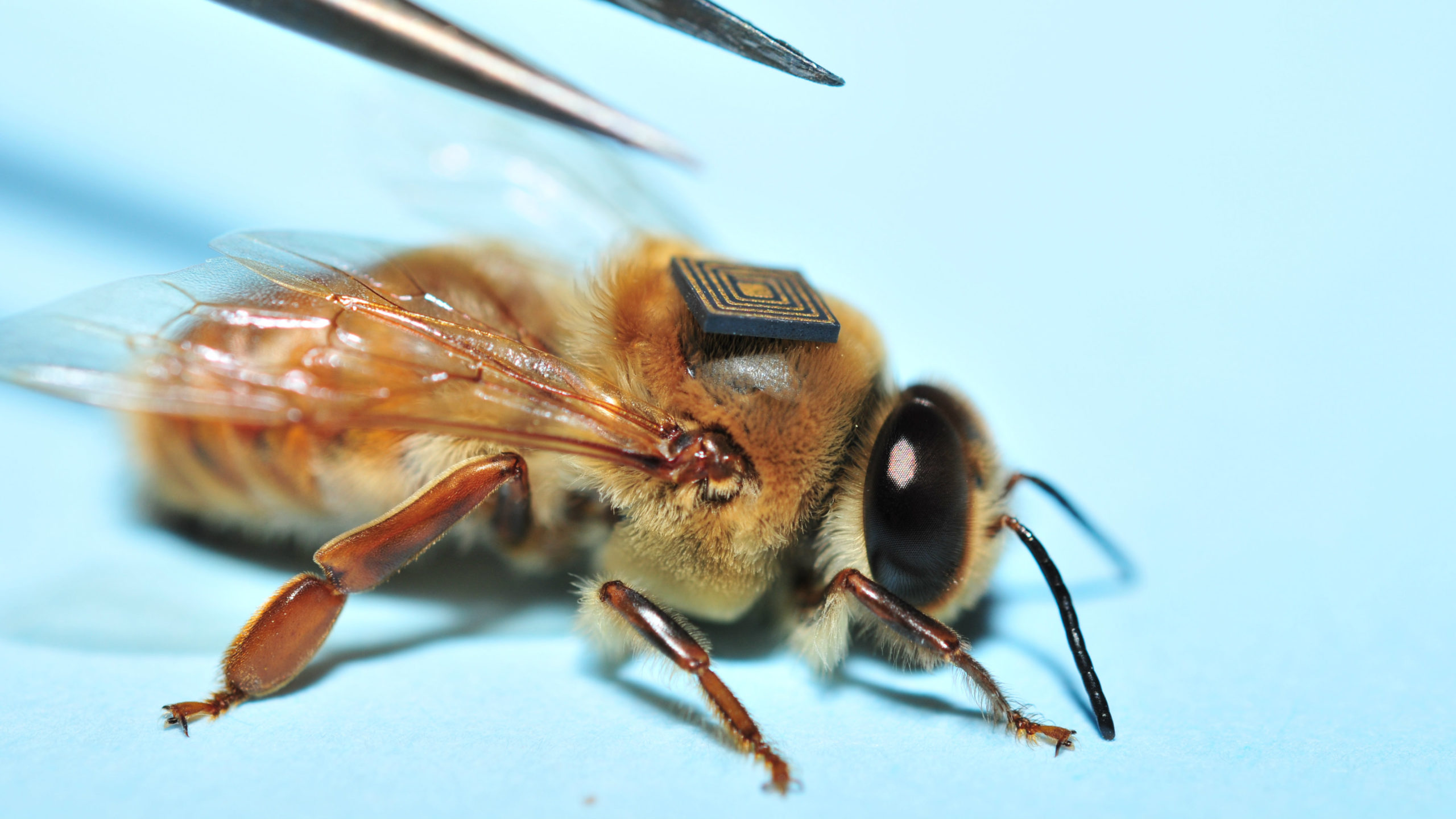 bee_with_backpack