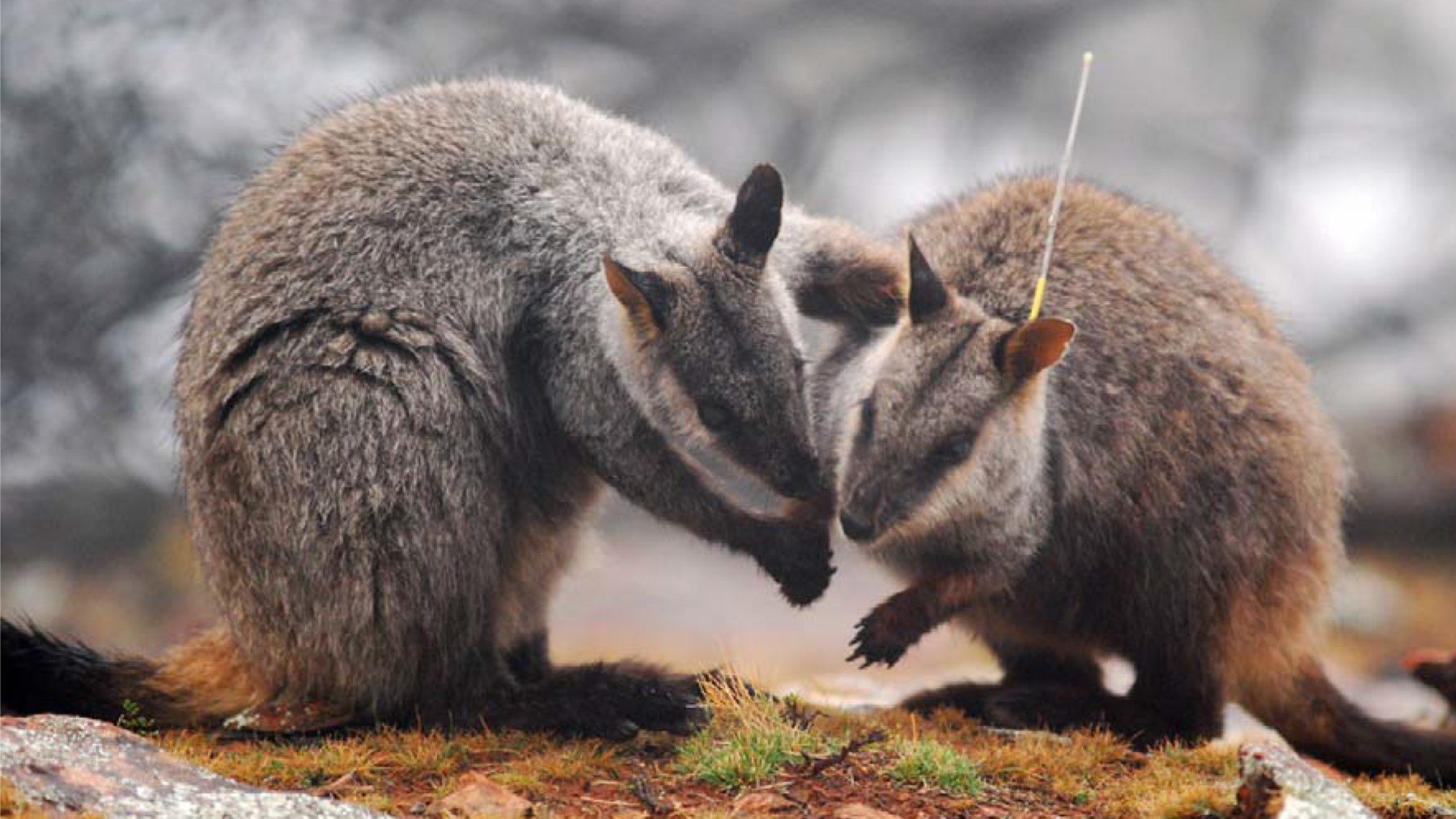 radio_tracked_wallaby