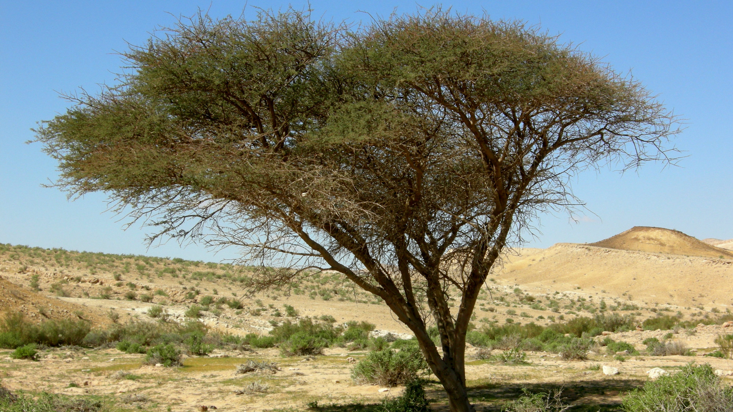 acacia_tree