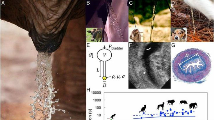 bladder_size_in_nature