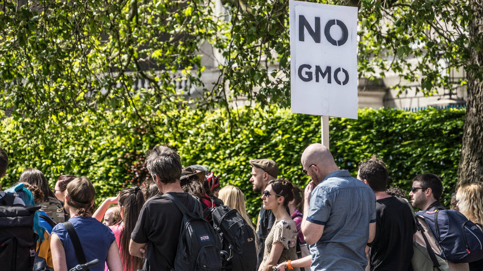 genetically_modifed_crop_protest