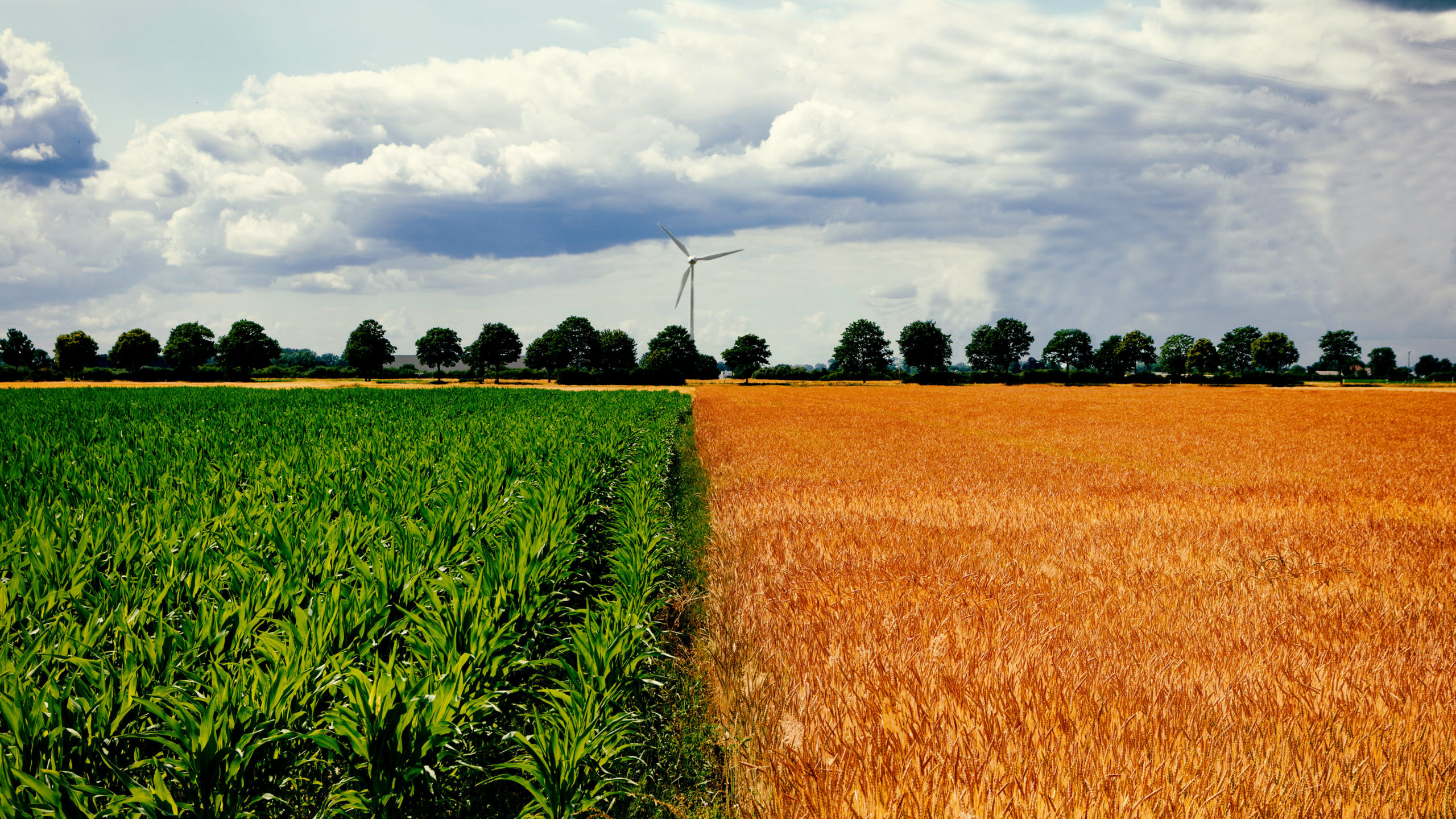 gm_crop_risks