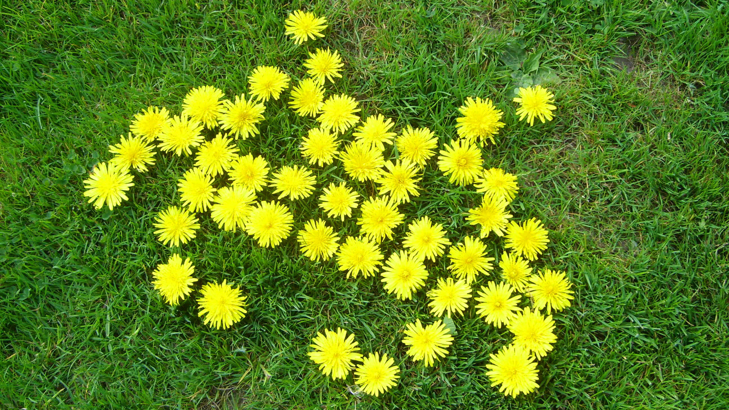 space_invaders_flowers