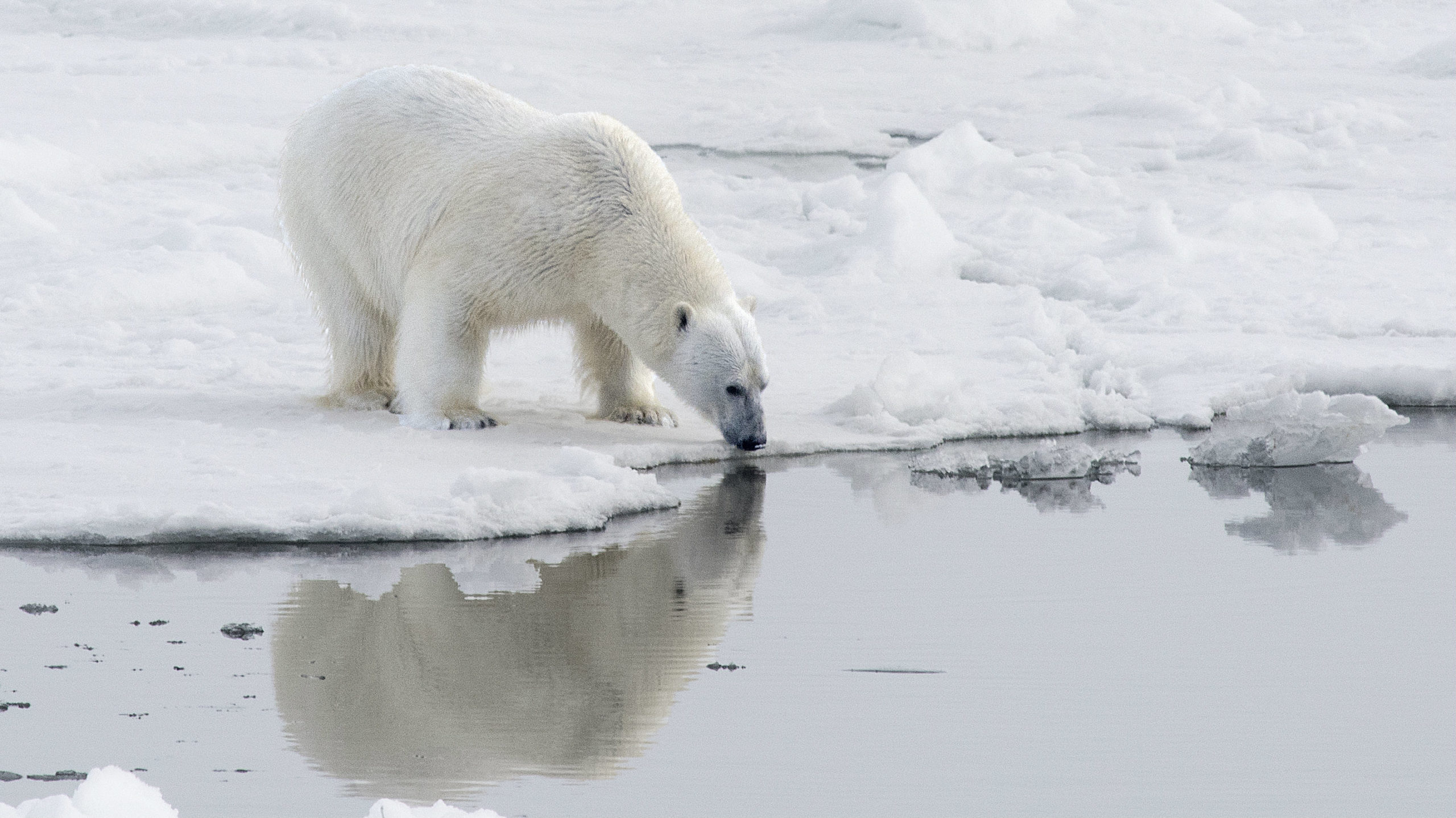 climate_change_polar_bear