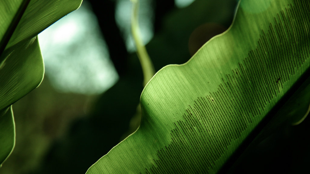 green_plants