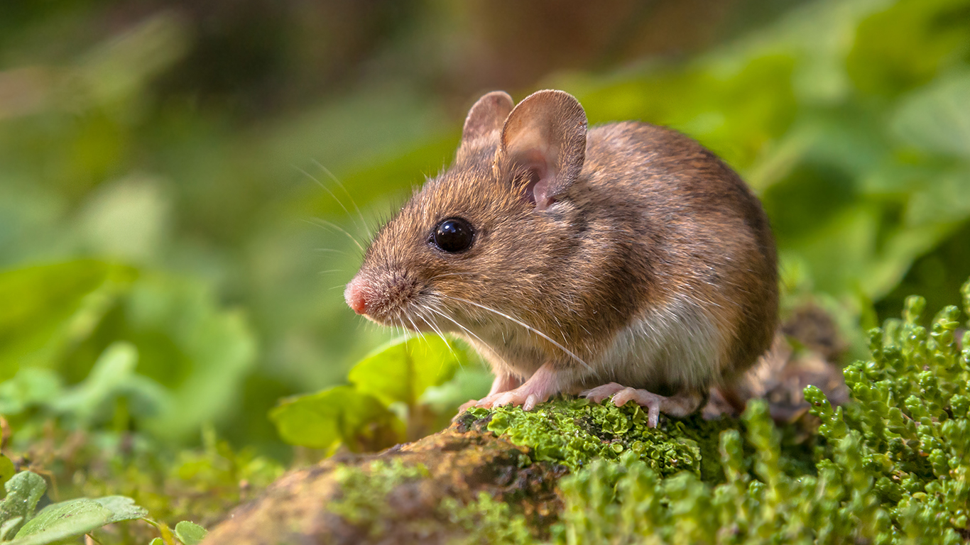 mouse_virtual_reality