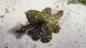poisonous_octopus