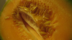 cantaloupe_trypophobia