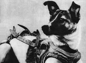 Dogs in Space: Meet the Soviet Union space programme's unsung heroes