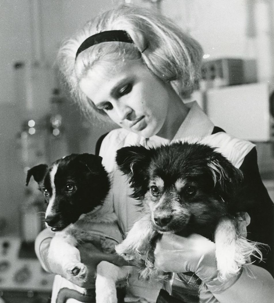 veterok_and_ugoljok_space_dogs