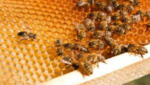 honeycomb_trypophobia