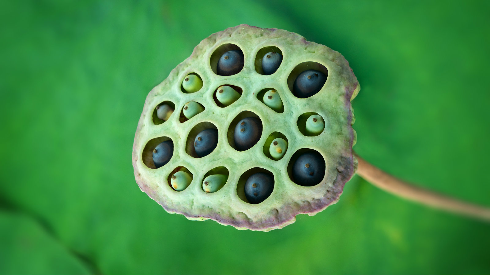 lotus pods trypophobia