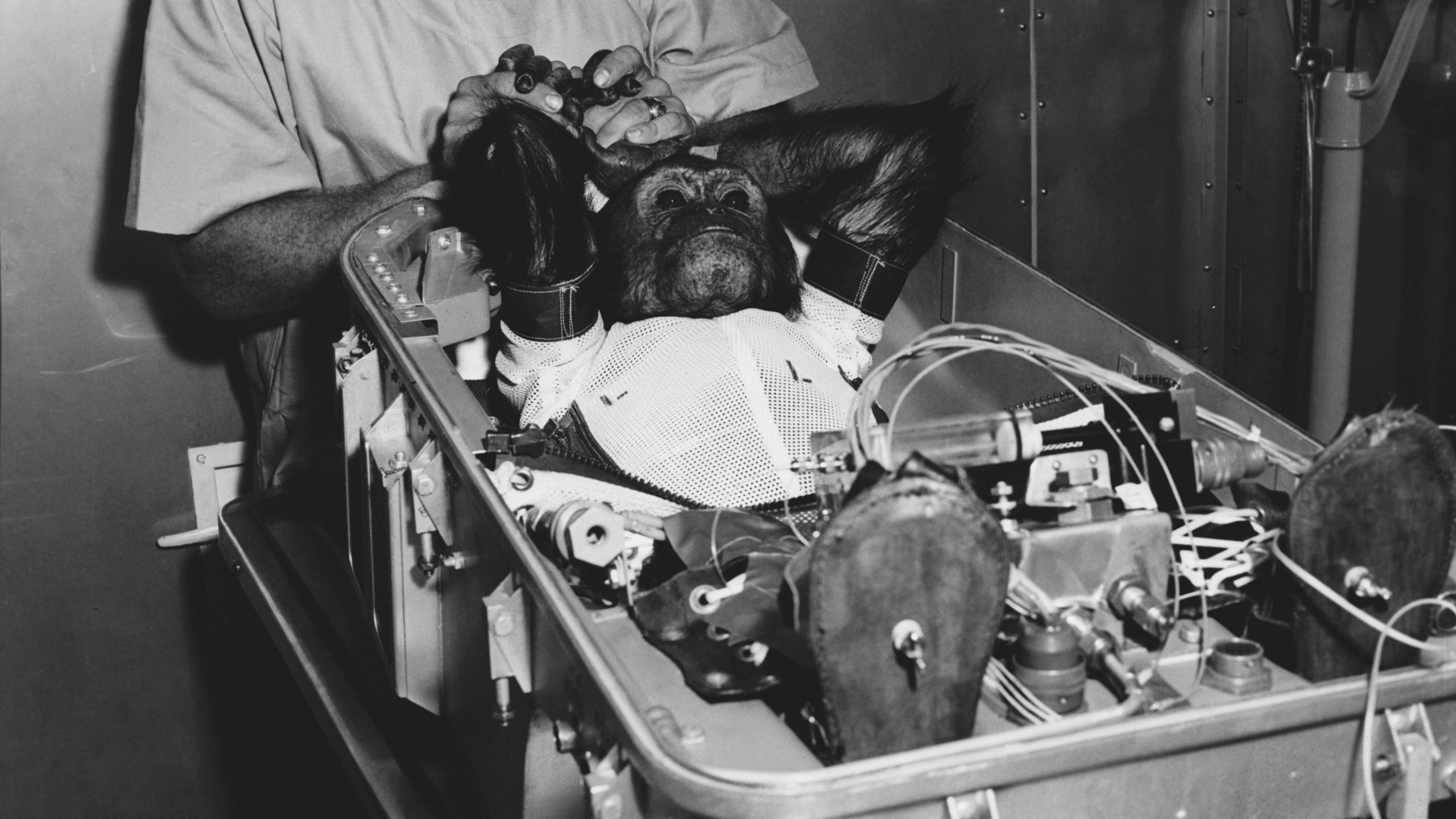 animals_we_sent_to_space_header