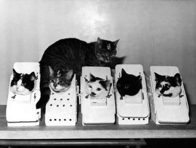 cats_in_space_training