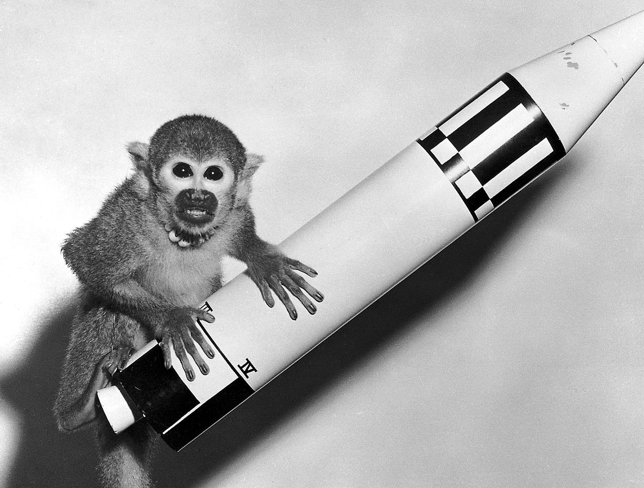 monkey_on_a_rocketg