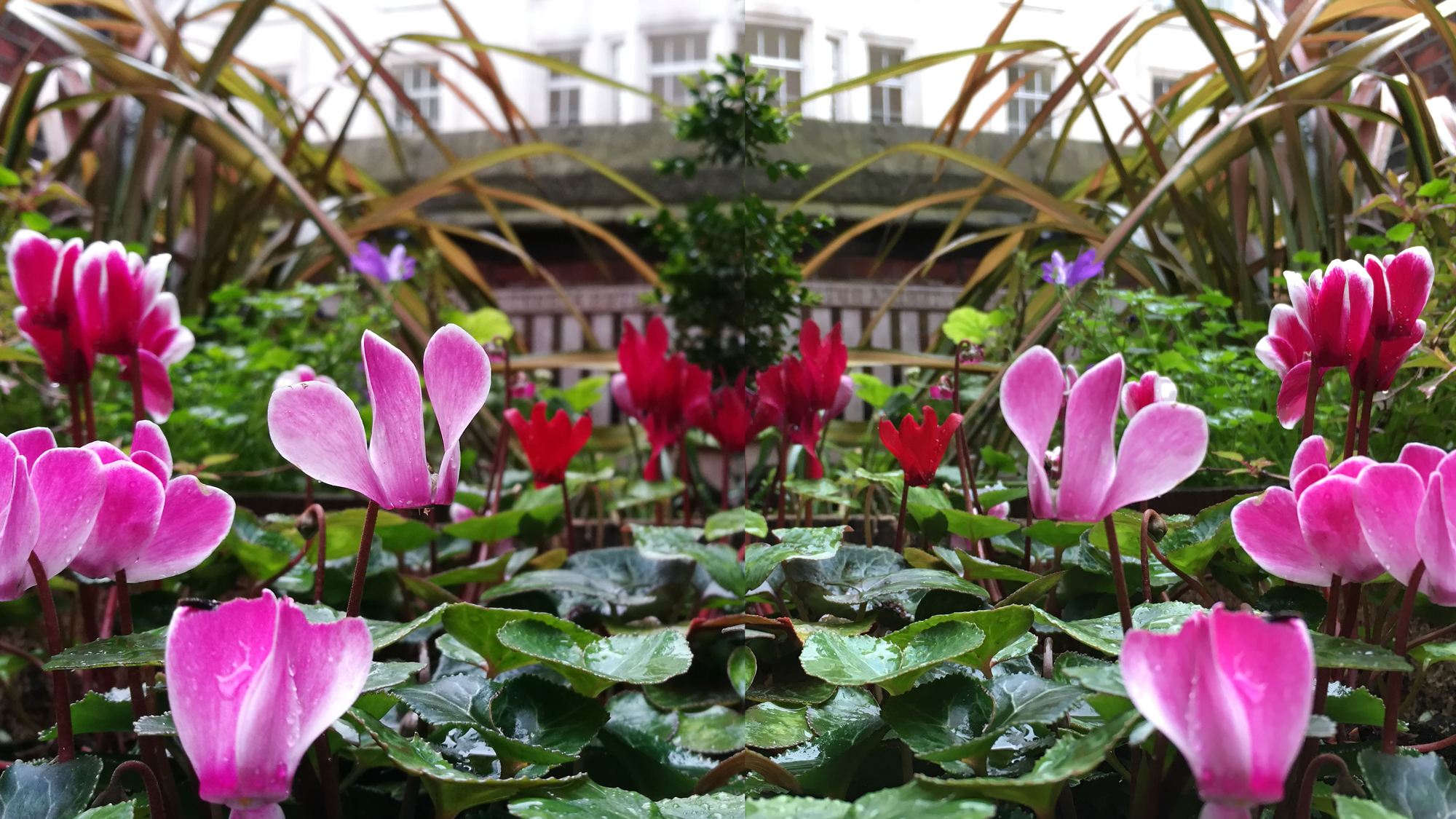 huawei-p9-vs-iphone-se-flowers