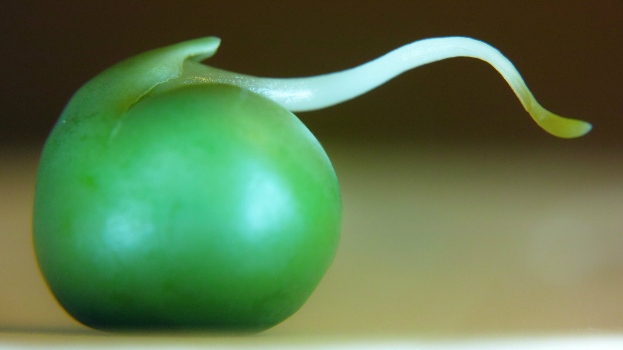 pea_plants_gamble_on_survival