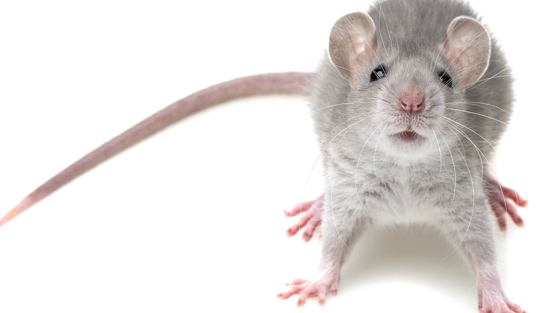 scientists_can_turn_on_a_mouses_predatory_instincts