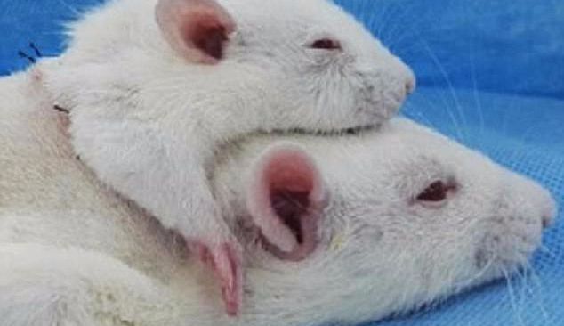 two_headed_rat_surgery