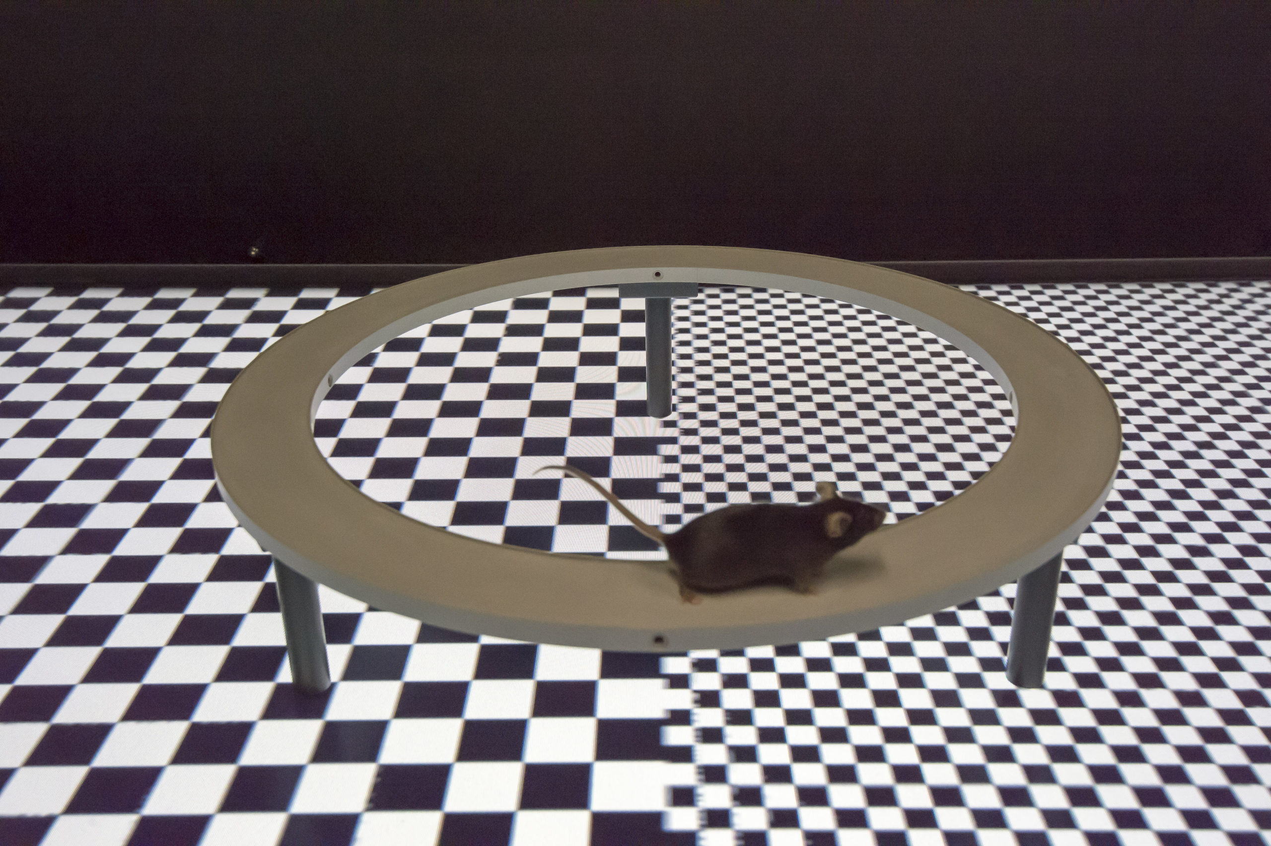holodeck_for_mice_flies_fish