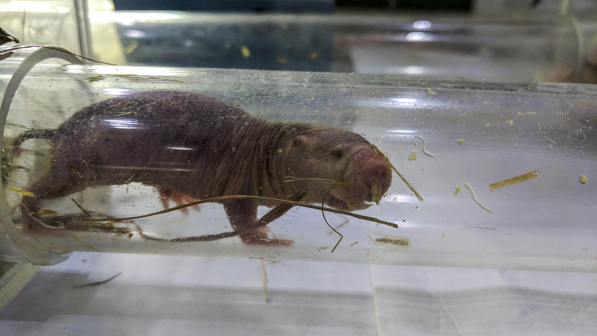 naked_mole-rat_alone_tube