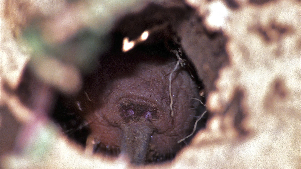naked_mole-rat_breathing