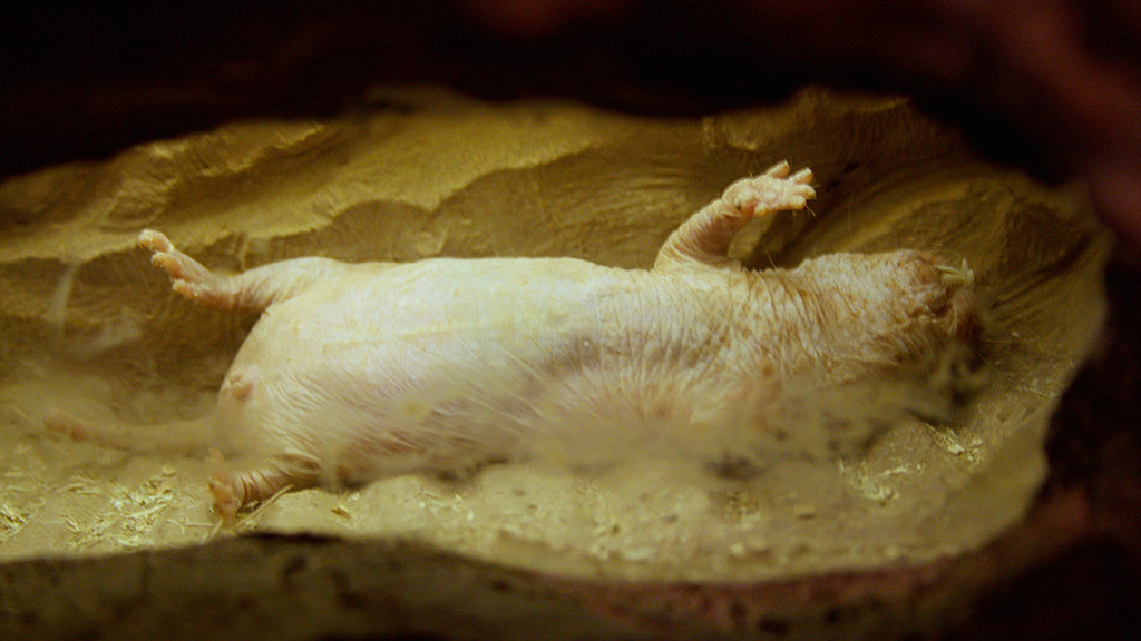 naked_mole-rat_cancer