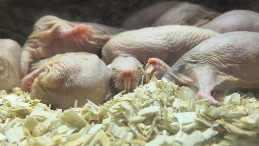 naked_mole-rat_cancer_2