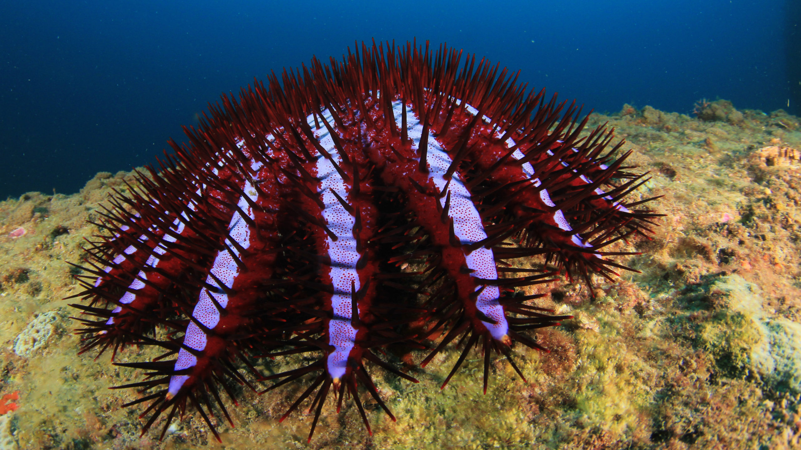 alien_species_catalogued_in_a_global_register_-_1