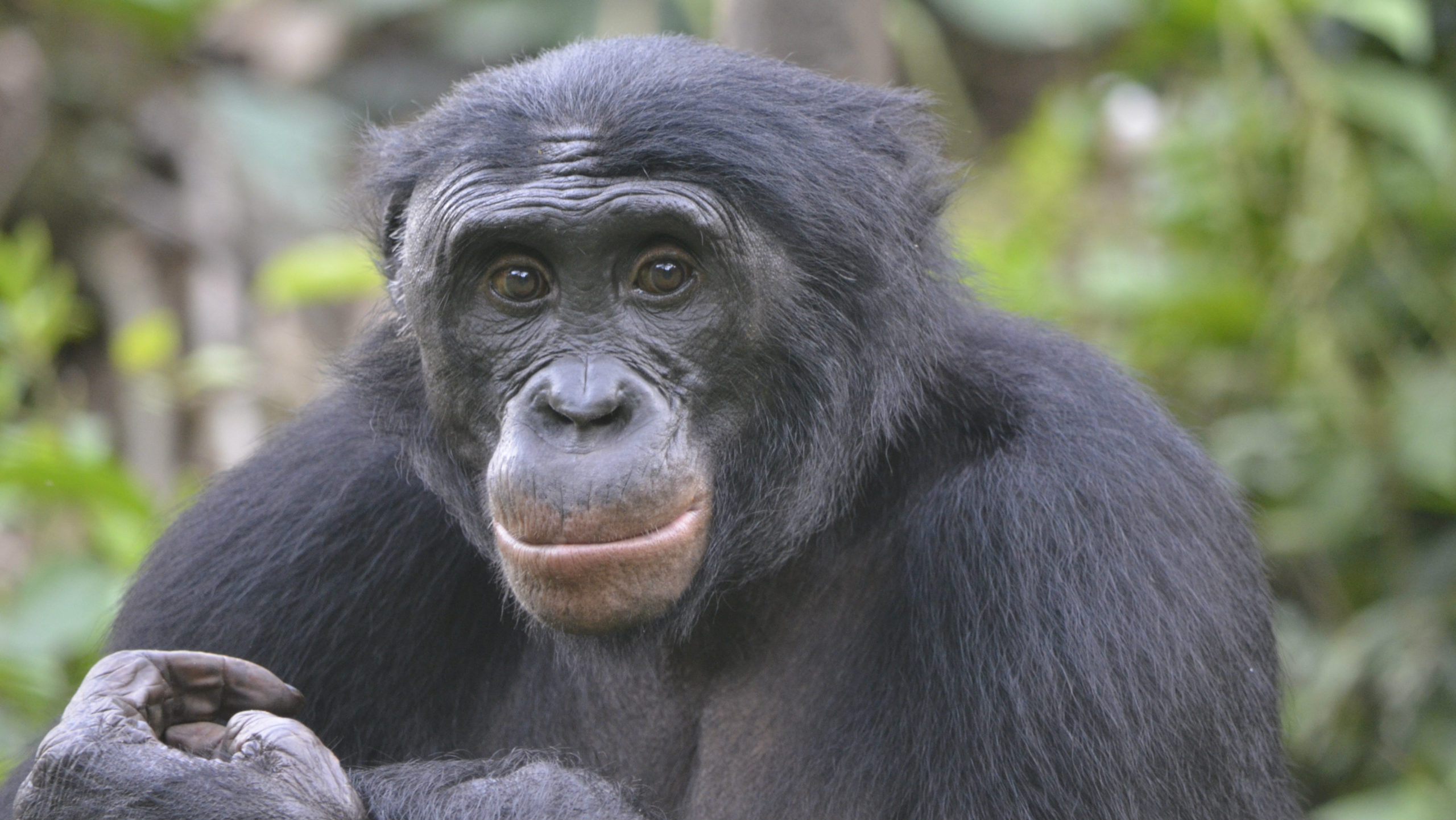bonobos_might_not_be_the_saintly_hippies_we_imagine