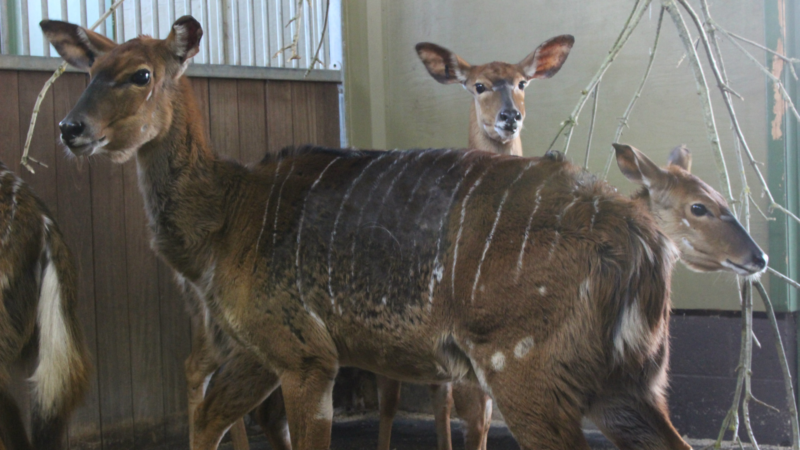 ibm_watsons_next_mission_1