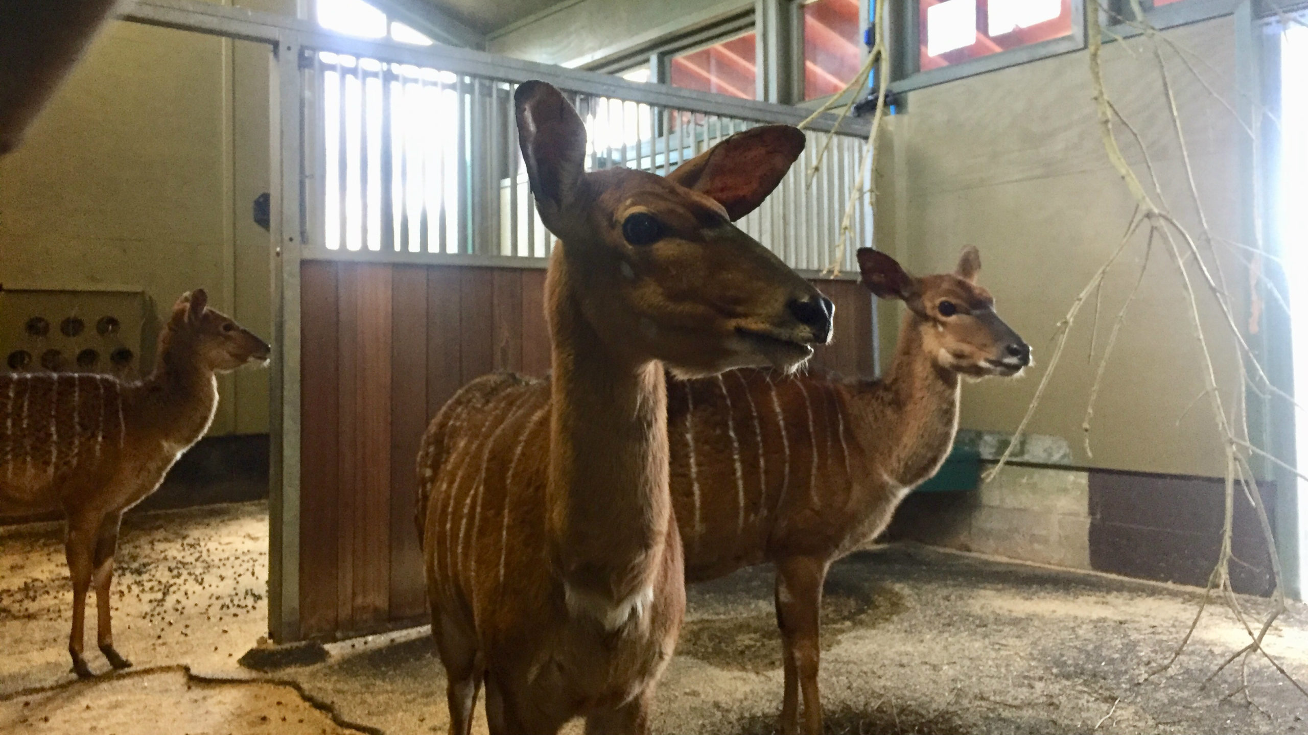 ibm_watsons_next_mission_3