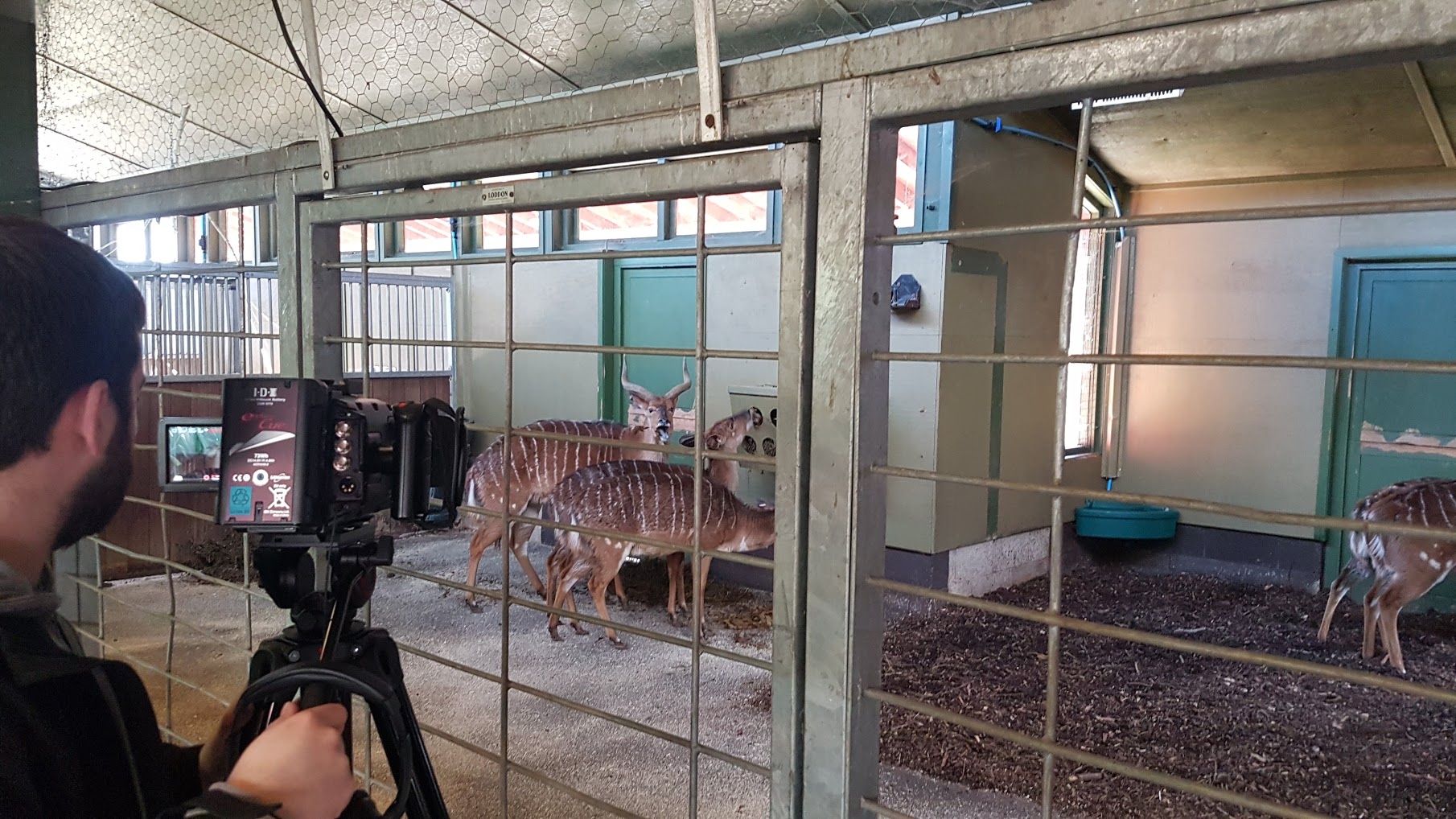 ibm_watsons_next_mission_keeping_antelopes_toasty_warm_-_2