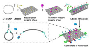 This army of DNA nanorobots journeys through the body hunting down