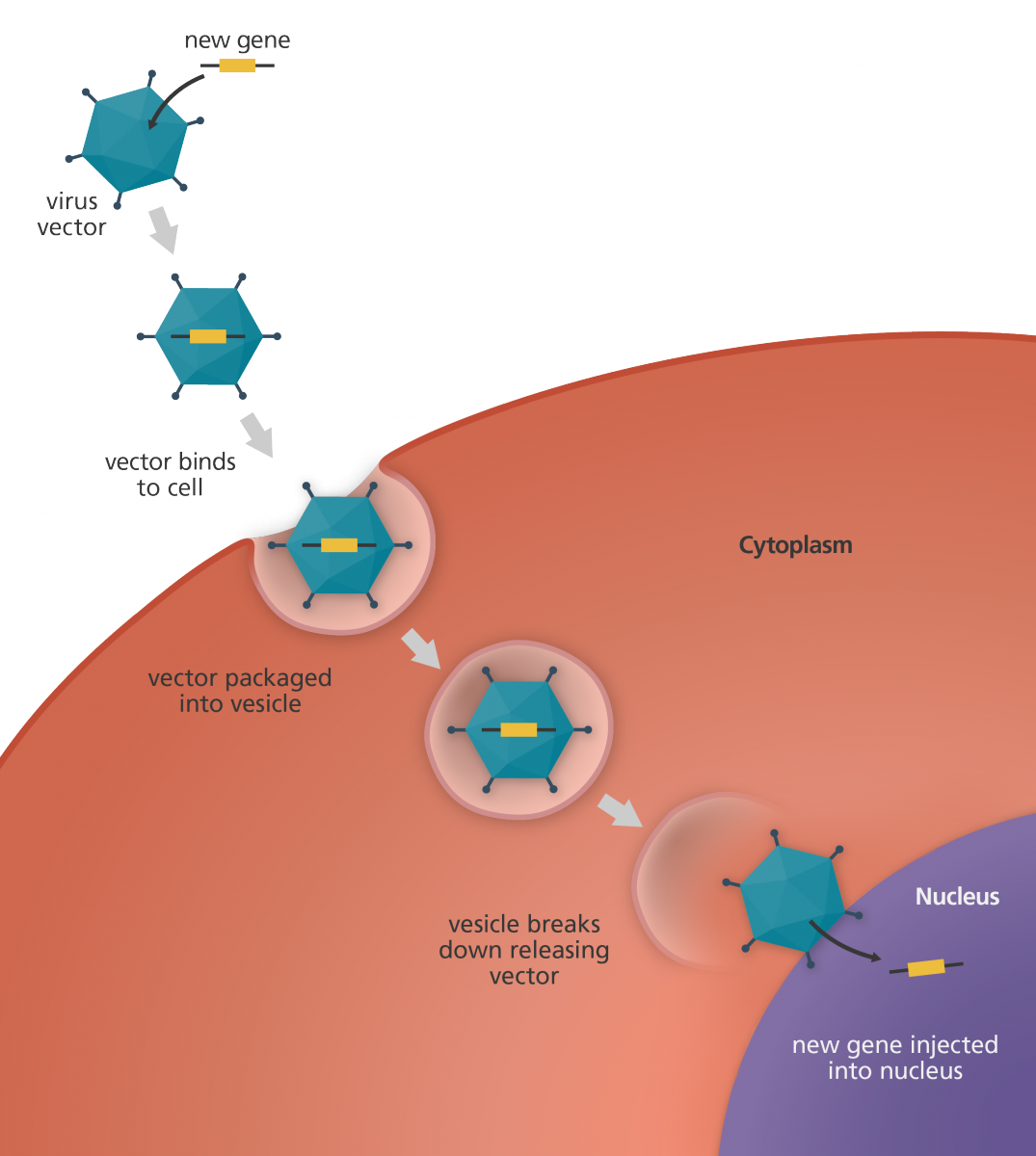 gene_vector