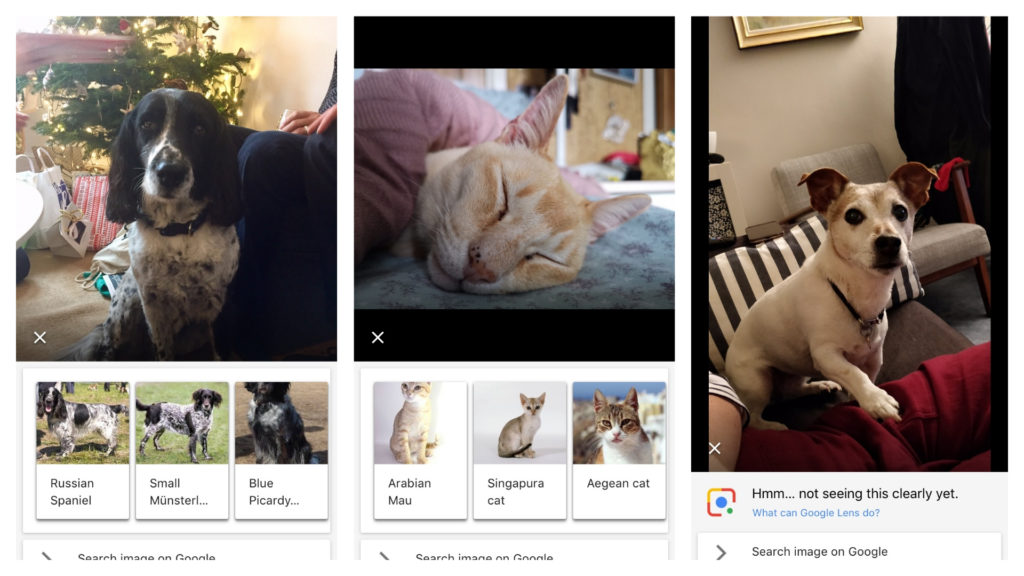 Who’s that dog? Google Lens thinks it can guess your pet's breed