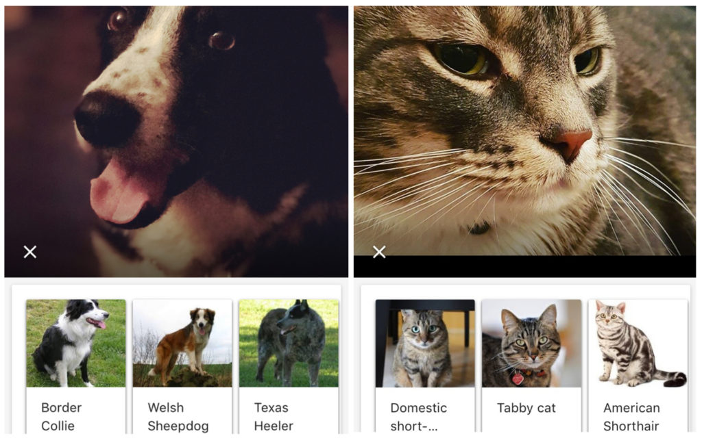 Who’s that dog? Google Lens thinks it can guess your pet's breed