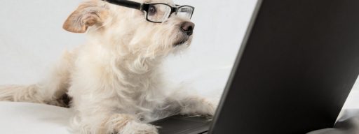 dog reading computer