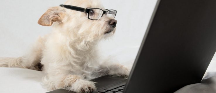 dog reading computer