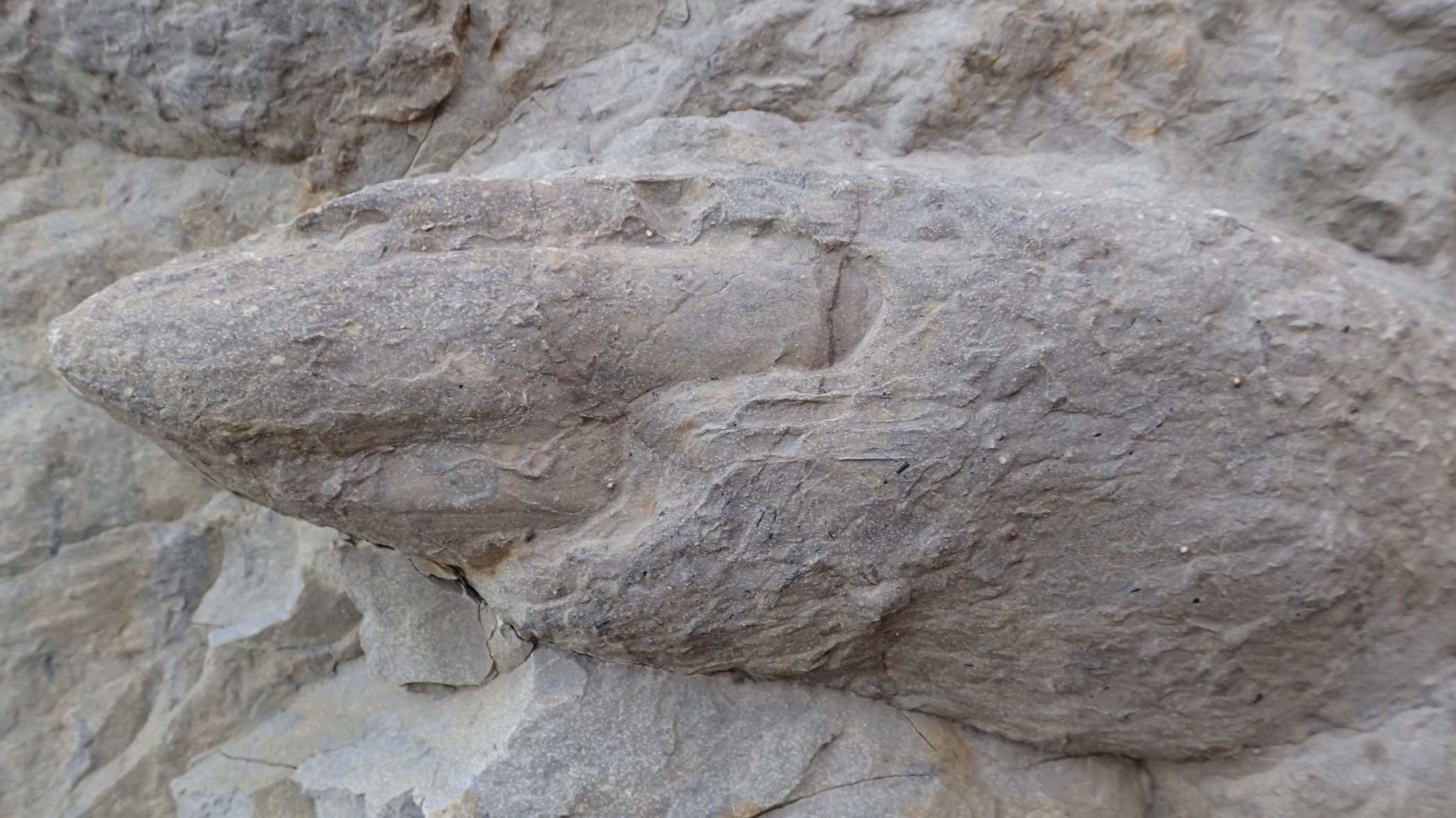 dinosaur_claw_fossil_hastings