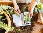 Plant Identification Apps